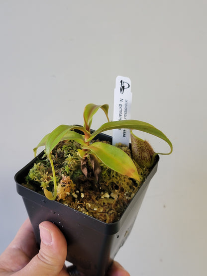 Nepenthes gymnamphora 'squat clone' BE