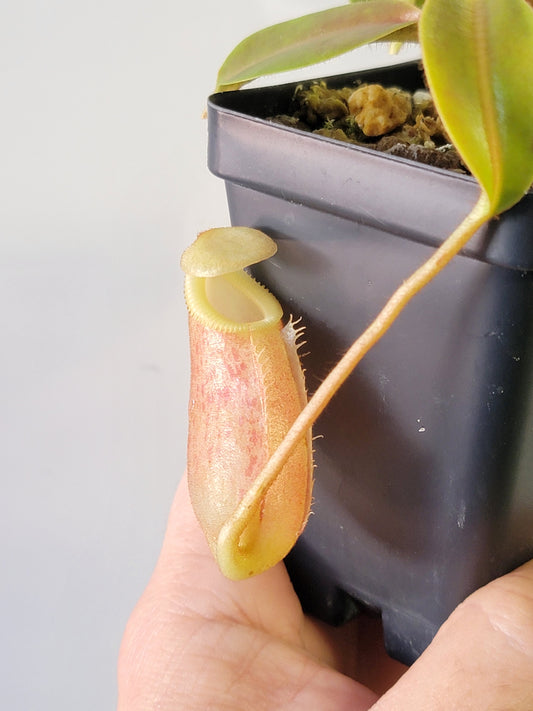 Nepenthes villosa x veitchii (gold peristome) BE