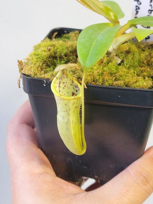 Nepenthes burbidgeae x campanulata BE