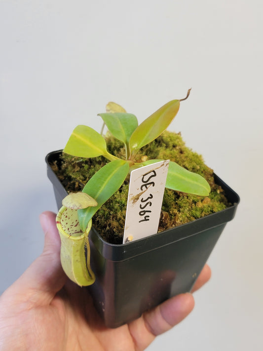 Nepenthes burbidgeae x campanulata BE