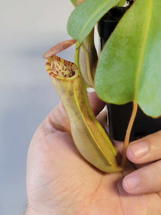 Nepenthes clipeata x lowii x veitchii BE