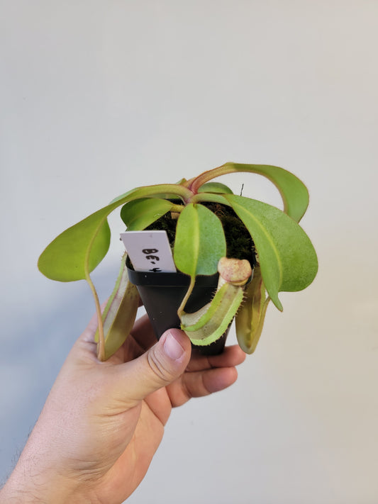 Nepenthes clipeata x lowii x veitchii BE