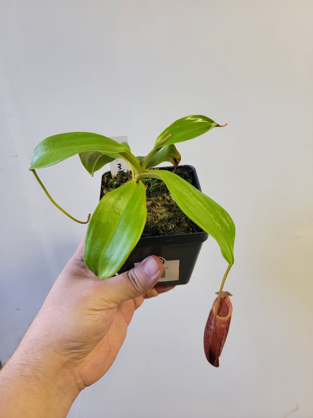 Nepenthes mira BE