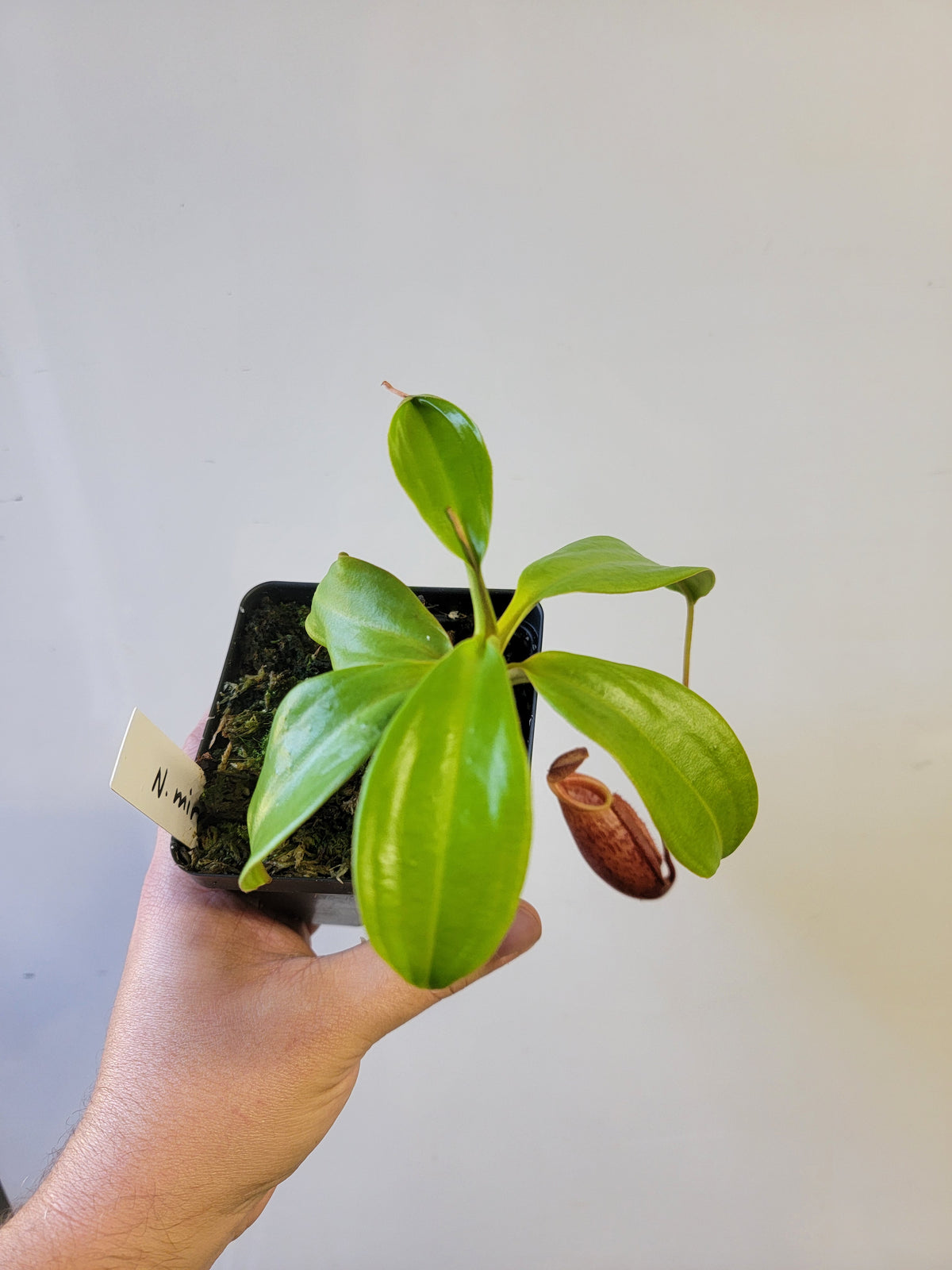 Nepenthes mira BE