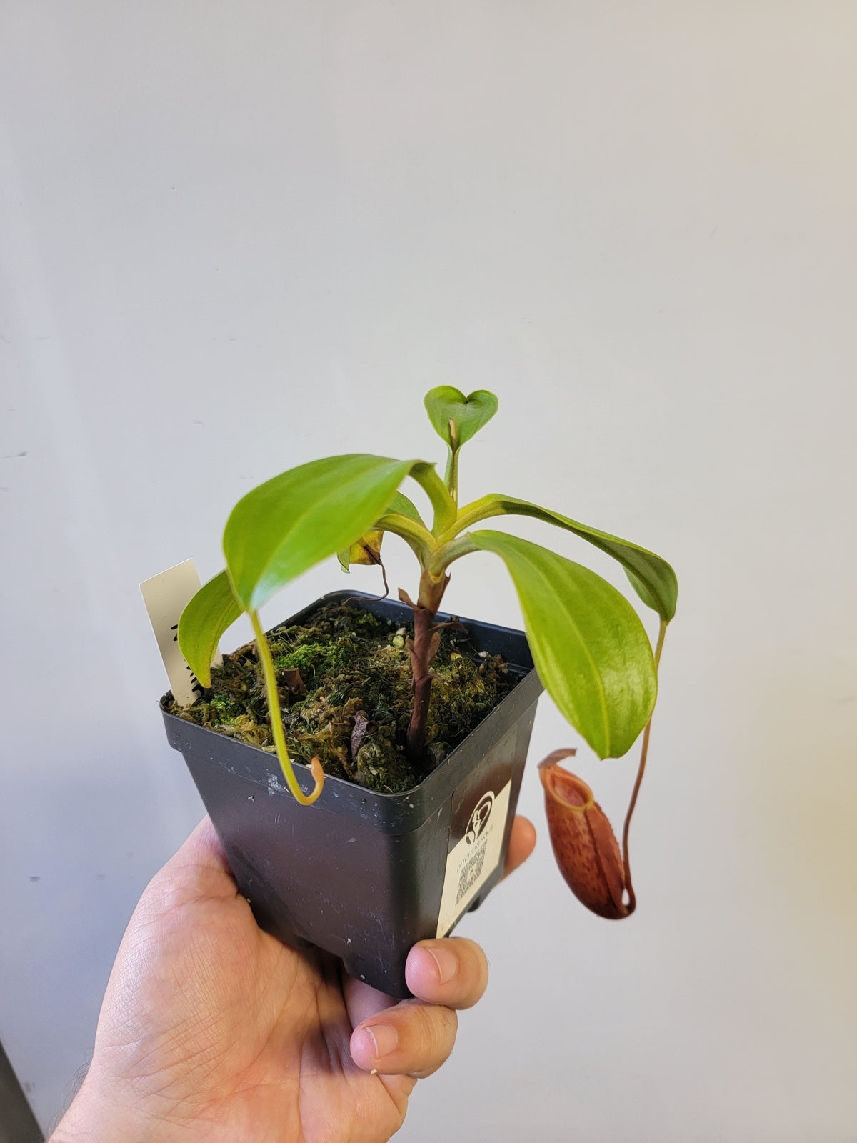 Nepenthes mira BE
