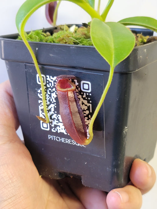 Nepenthes villosa x lowii *Select Clone* BE
