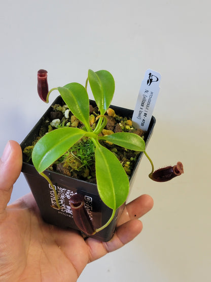 Nepenthes villosa x lowii *Select Clone* BE