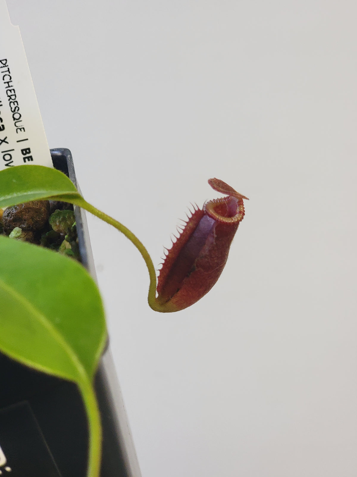 Nepenthes villosa x lowii *Select Clone* BE