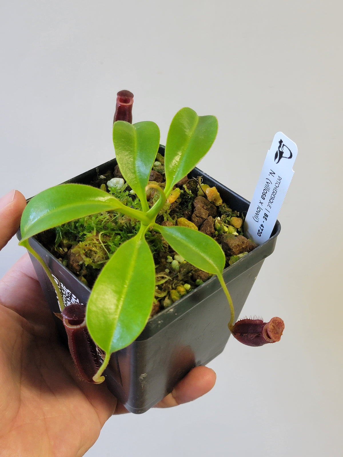 Nepenthes villosa x lowii *Select Clone* BE