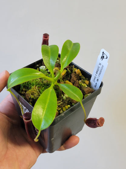 Nepenthes villosa x lowii *Select Clone* BE