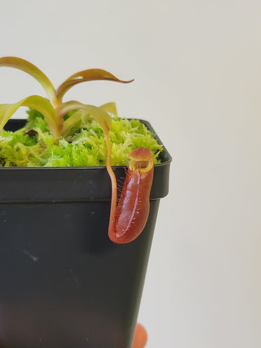 Nepenthes diatas BE