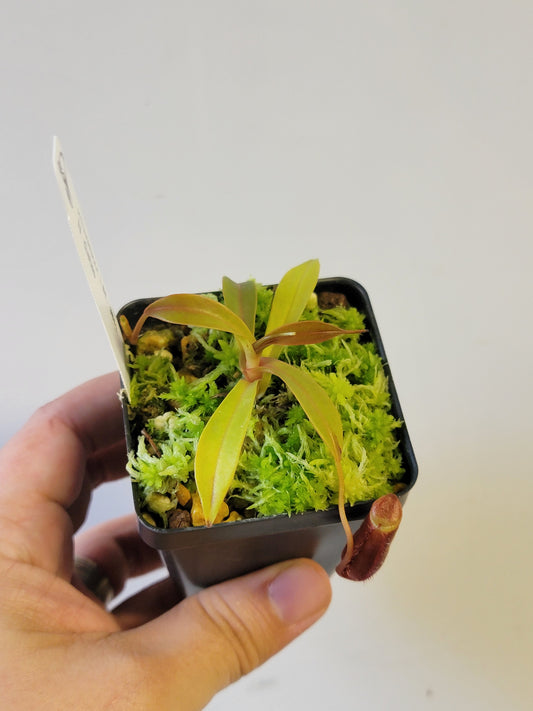 Nepenthes diatas BE
