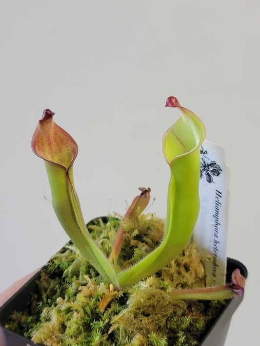 Heliamphora heterodoxa x ionasii BCP