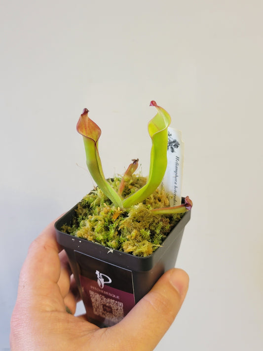 Heliamphora heterodoxa x ionasii BCP