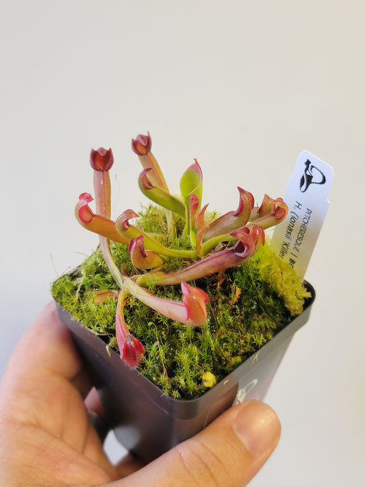 Heliamphora ionasii x pulchella BCP