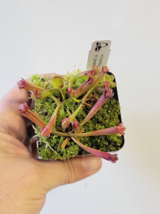 Heliamphora ionasii x pulchella BCP