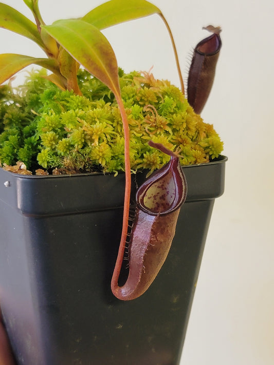Nepenthes lingulata x jamban BE