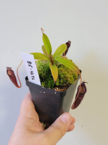 Nepenthes lingulata x jamban BE
