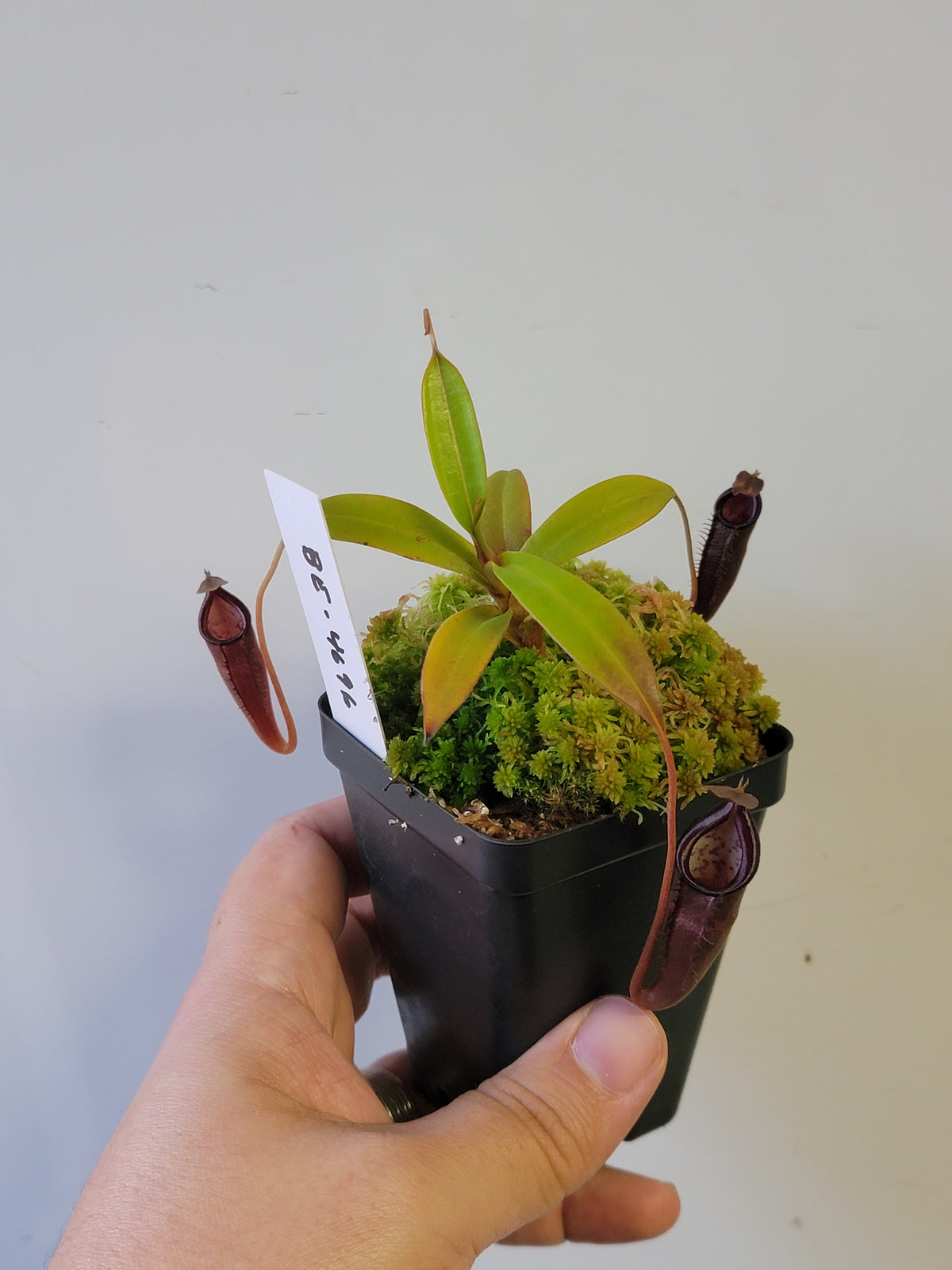 Nepenthes lingulata x jamban BE