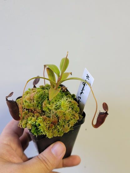Nepenthes lingulata x jamban BE