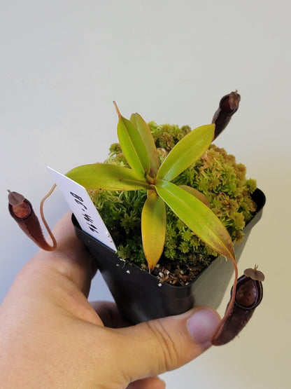 Nepenthes lingulata x jamban BE