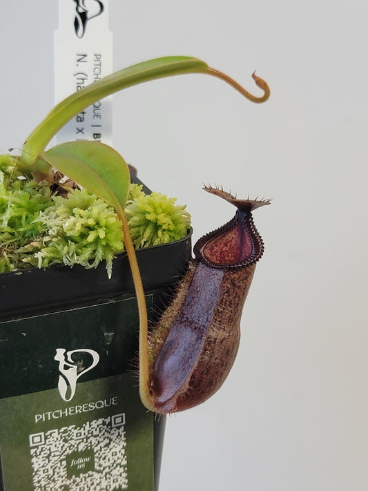 Nepenthes hamata x lowii BE