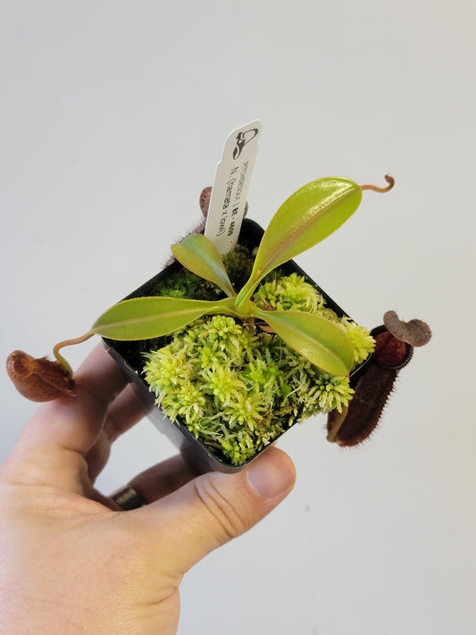 Nepenthes hamata x lowii BE