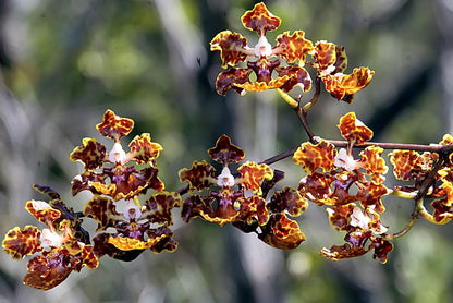 Spotted Mule Eared Orchid Trichocentrum undulatum