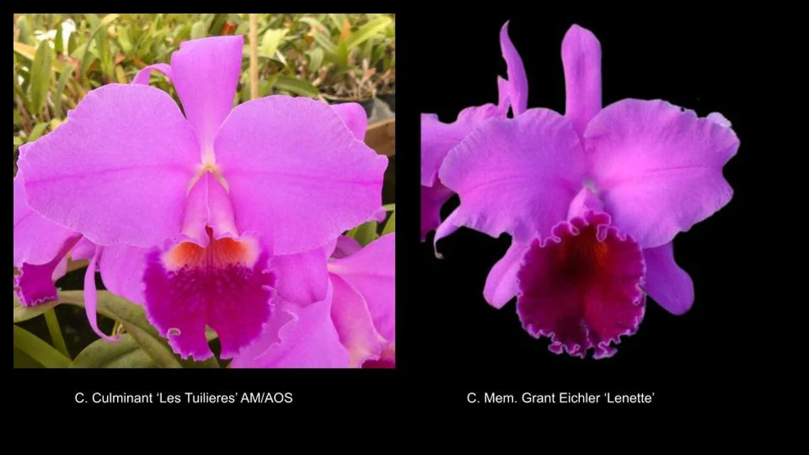 Cattleya Orchid (Culminant 'Les Tuilieres' x Mem. Grant Eichler 'Lenette')