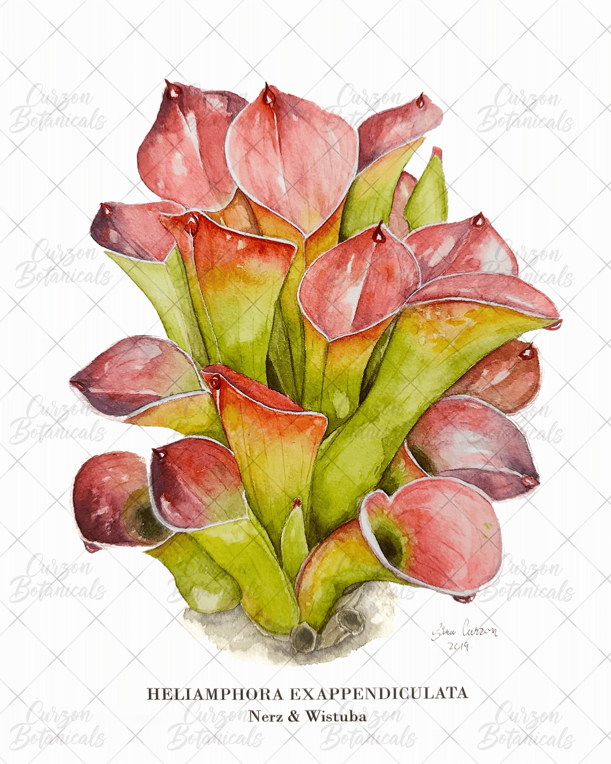 H. exappendiculata in watercolor