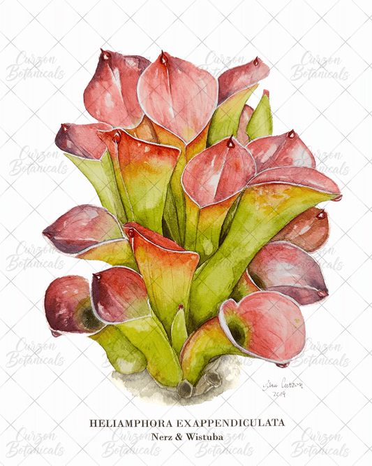 H. exappendiculata in watercolor