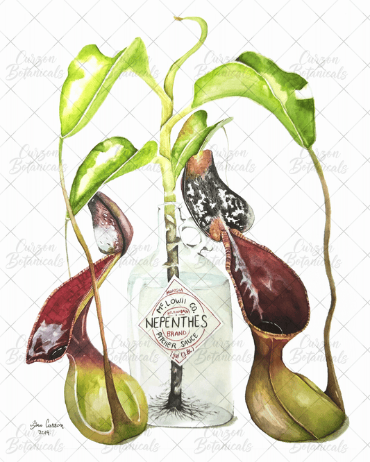 N. lowii "Pitcher Sauce" in watercolor