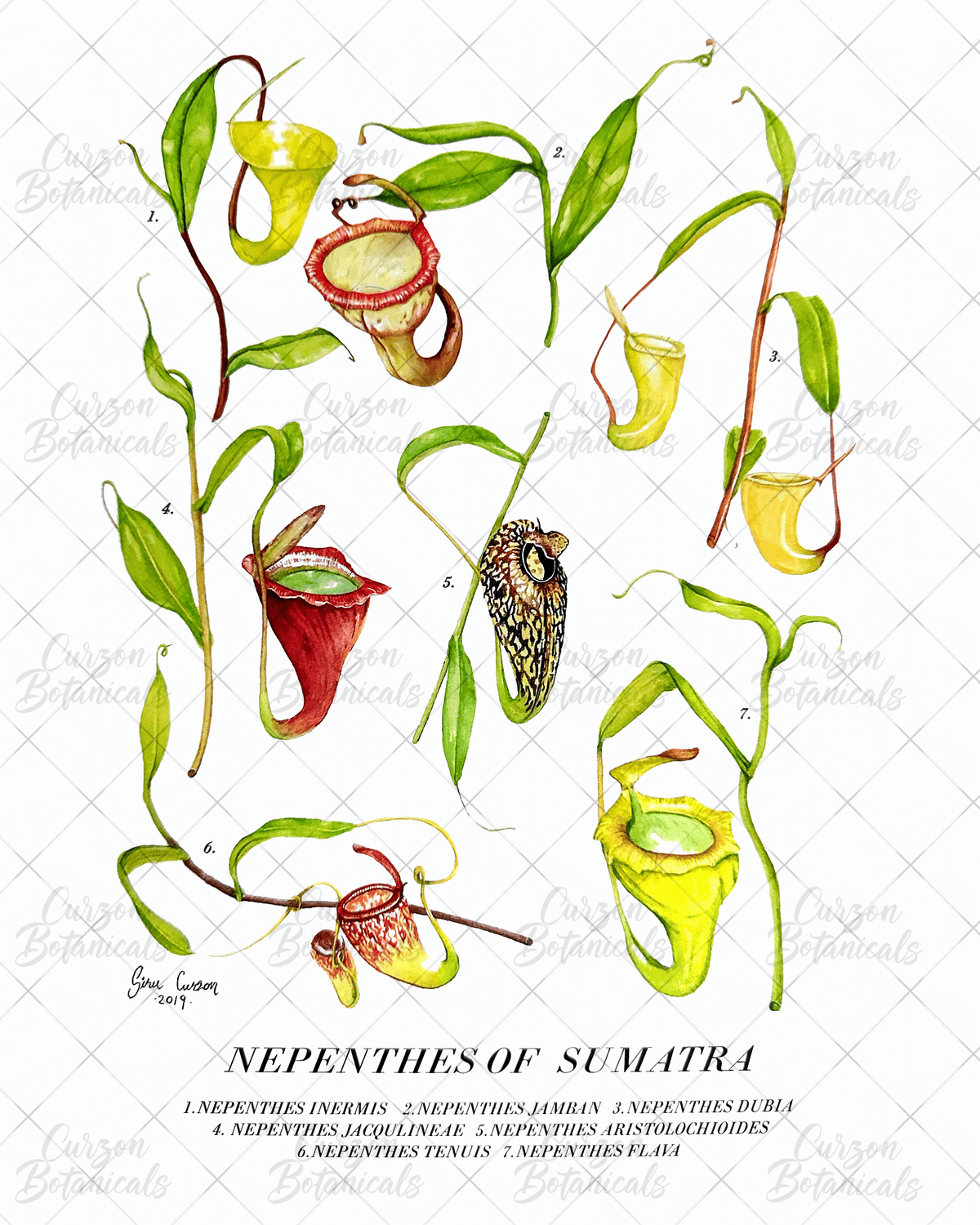 Nepenthes of Sumatra in watercolor