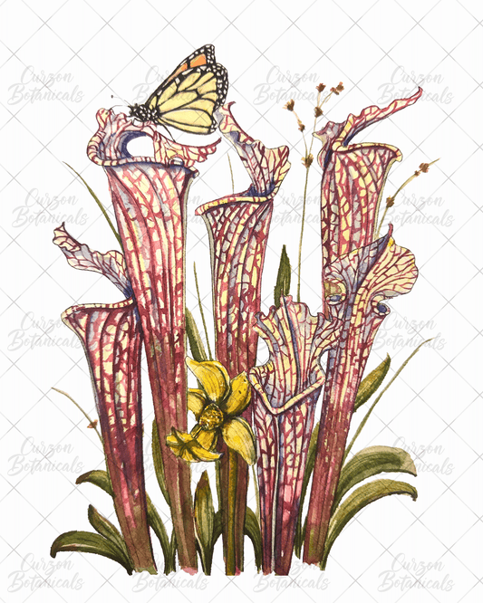 S. leucophylla with monarch in watercolor