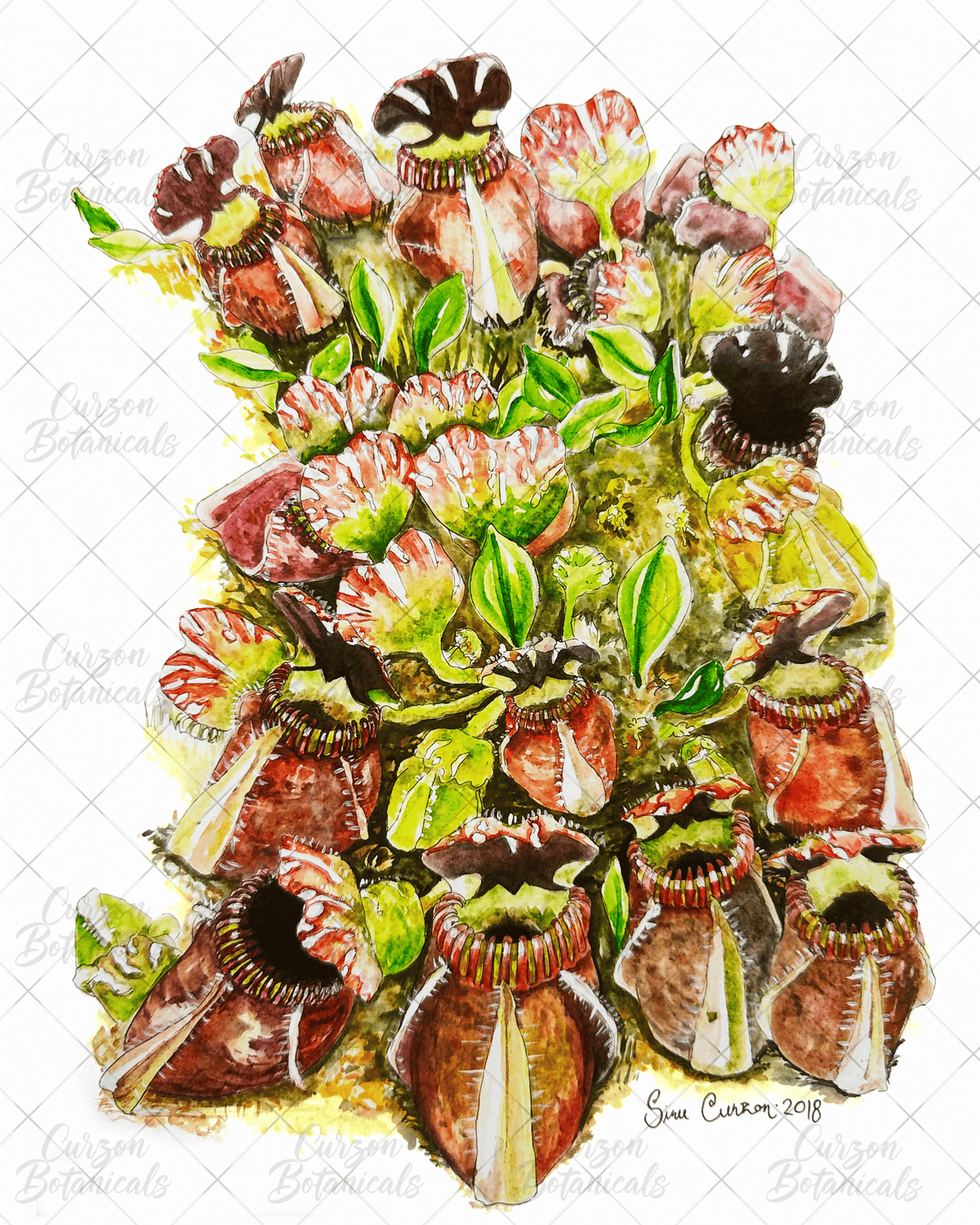 C. follicularis in watercolor