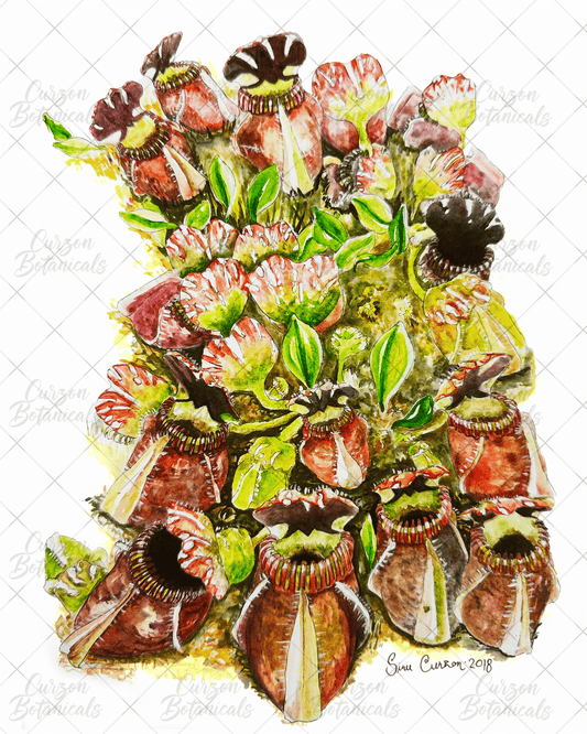 C. follicularis in watercolor