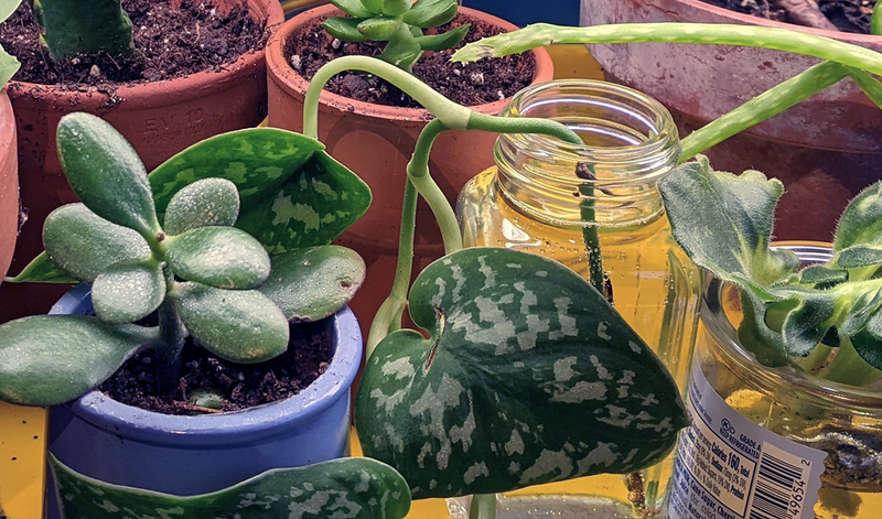 Hester’s Houseplant Prop & Swap