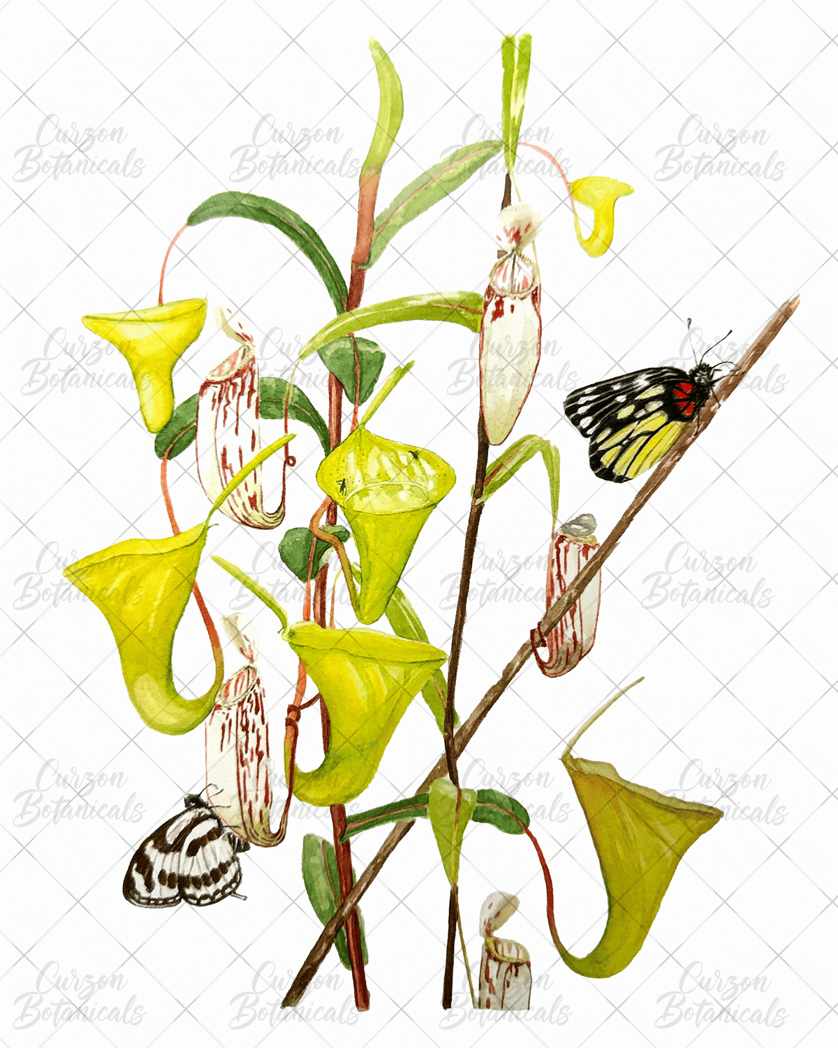 Nepenthes with butterflies in watercolor