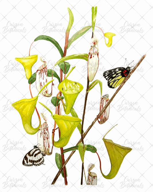 Nepenthes with butterflies in watercolor