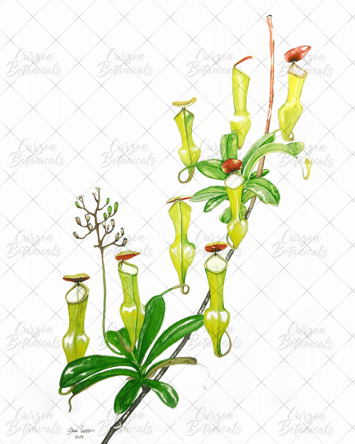 N. pervillei in watercolor