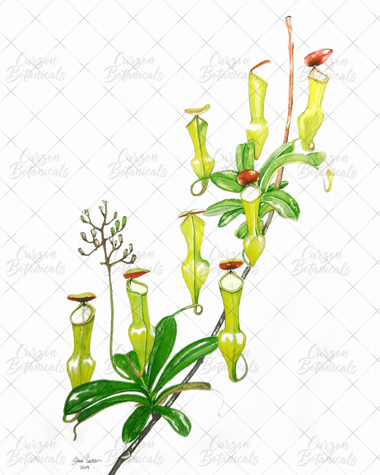 N. pervillei in watercolor