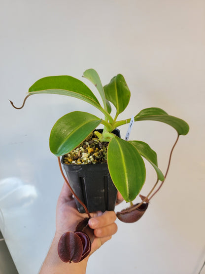 Nepenthes rajah x lowii BE