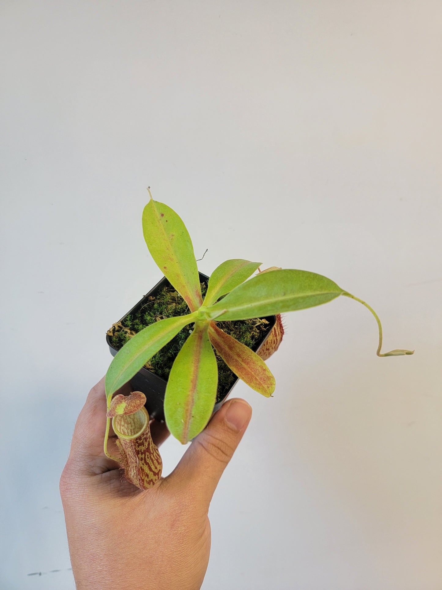 Nepenthes thorelii x maxima (x Rokko) MBRS clone