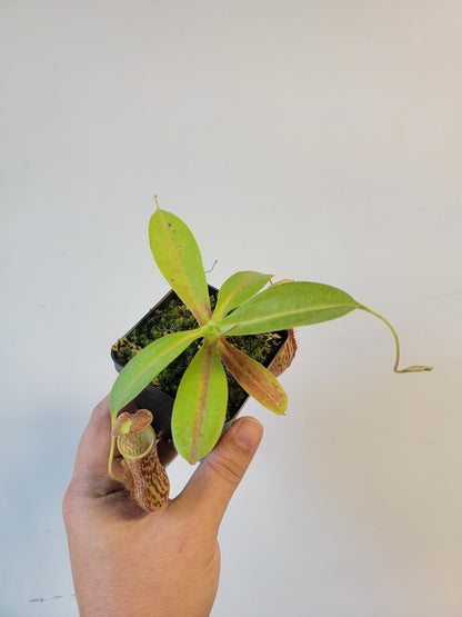 Nepenthes thorelii x maxima (x Rokko) MBRS clone