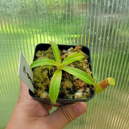 Nepenthes ventricosa BE