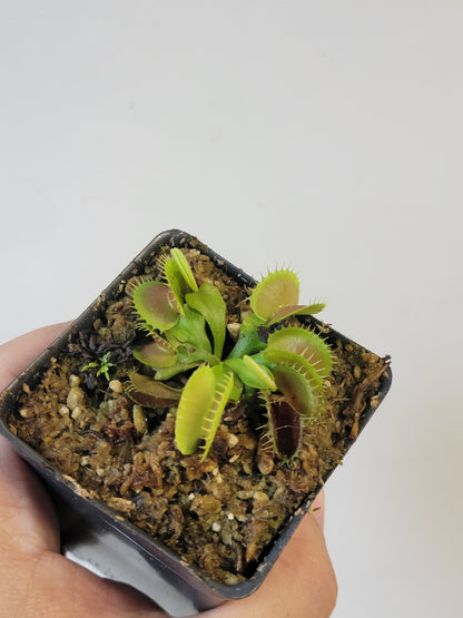 Dionaea musc. "GJ Bloody Nurse"