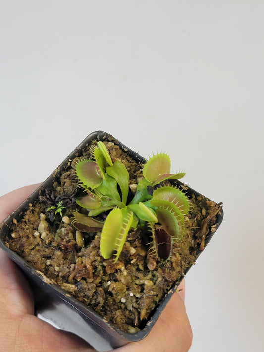Dionaea musc. "GJ Bloody Nurse"
