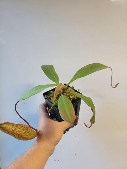 Nepenthes peltata x samudera BE