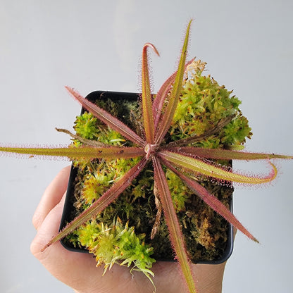 Drosera adelae 'Giant'