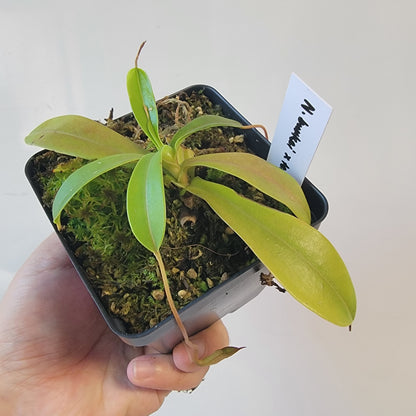 Nepenthes burkei x tenuis BE